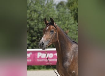 Shagya Arabian, Stallion, 2 years, Gray
