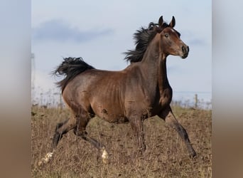 Shagya Arabian, Stallion, 2 years, Gray