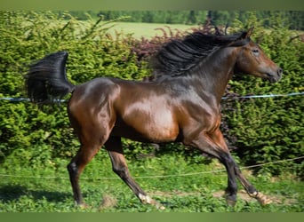 Shagya Arabian, Stallion, 3 years, 14,3 hh, Brown