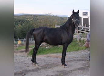 Shagya Arabian, Stallion, 3 years, 15.2 hh, Grey