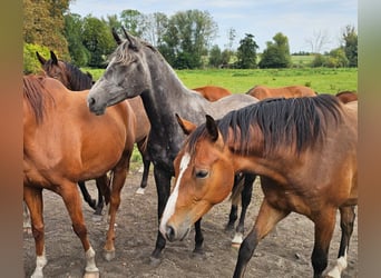 Shagya Arabian, Stallion, 3 years, 16 hh, Grey