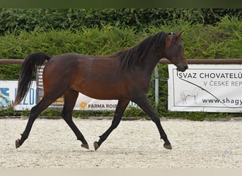 Shagya Arabian, Stallion, 3 years, Brown