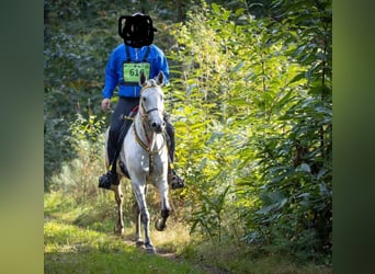 Shagya Arabian, Stallion, 16 years, 15,2 hh, Brown