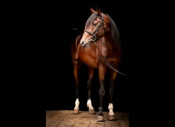 Shagya Arabian, Stallion, 16 years, 15,2 hh, Brown