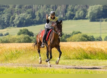 Shagya Arabian, Stallion, 16 years, 15,2 hh, Brown