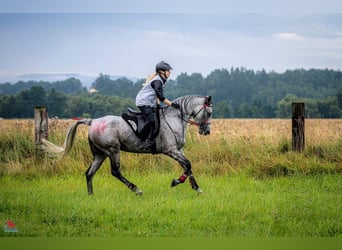 Shagya Arabian, Stallion, 16 years, 15,2 hh, Brown