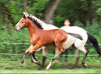 Shagya Arabian, Stallion, 16 years, 15,2 hh, Brown