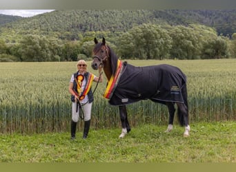 Shagya Arabian, Stallion, 16 years, 15,2 hh, Brown