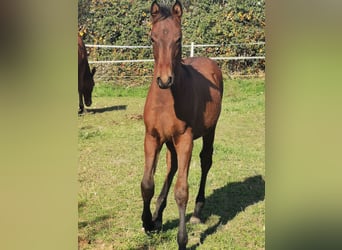 Shagya Arabian, Stallion, Foal (06/2024), 13,1 hh, Brown