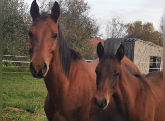 Shagya Arabian, Stallion, Foal (06/2024), 13,1 hh, Brown