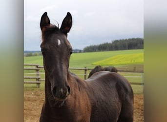 Shagya Arabian, Stallion, Foal (05/2023), 15.2 hh, Black