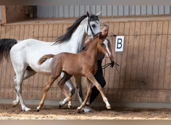 Shagya Arabian, Stallion, Foal (06/2023), 15.2 hh, Gray