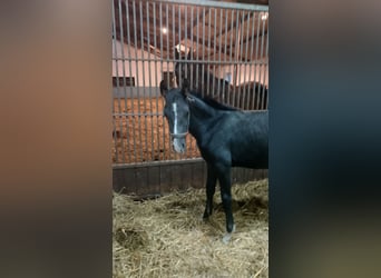 Shagya Arabian, Stallion, Foal (05/2025), 15,2 hh, Grey-Dark-Tan