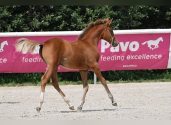 Shagya Arabian, Stallion, Foal (03/2025), Brown