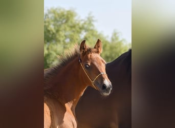 Shagya Arabian, Stallion, Foal (03/2025), Brown