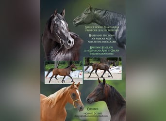 Shagya Arabian, Stallion, Foal (03/2025), Brown