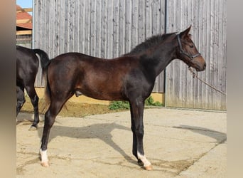 Shagya Arabian, Stallion, Foal (05/2024), Brown