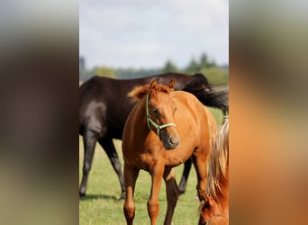 Shagya Arabian, Stallion, Foal (03/2025), Sorrel