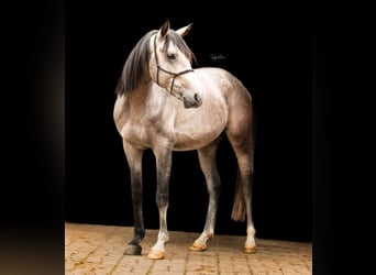 Shagya Arabian, Stallion, 9 years, 15,2 hh, Gray