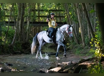 Shagya Arabian, Stallion, 9 years, 15,2 hh, Gray