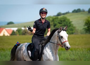 Shagya Arabian, Stallion, 9 years, 15,2 hh, Grey