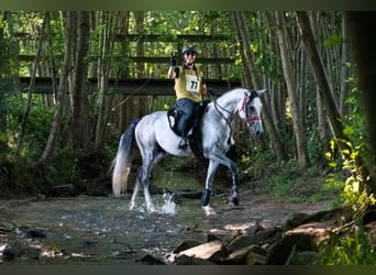 Shagya Arabian, Stallion, 9 years, 15,2 hh, Grey
