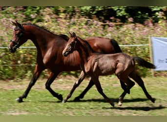 Shagya Arabian, Stallion, 9 years, 15,2 hh, Grey