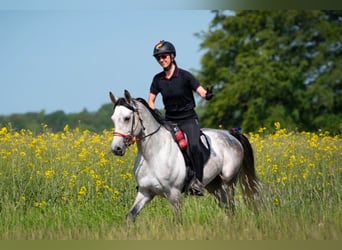 Shagya Arabian, Stallion, 9 years, 15,2 hh, Grey