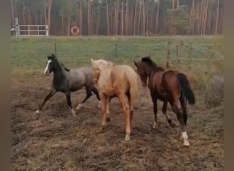 Shagya Arabier, Hengst, 1 Jaar, 160 cm, Schimmel