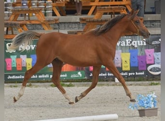 Shagya Arabier, Hengst, 1 Jaar, Bruin