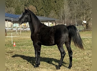 Shagya Arabier, Hengst, 2 Jaar, 154 cm, Schimmel
