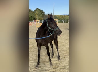 Shagya Arabier, Hengst, 2 Jaar, 160 cm, Donkere-vos