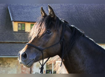 Shagya Arabier, Hengst, 2 Jaar, Brauner