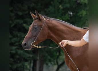 Shagya Arabier, Hengst, 2 Jaar, Bruin