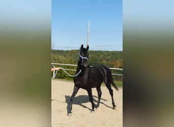 Shagya Arabier, Hengst, 3 Jaar, 160 cm, Schimmel