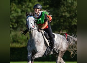 Shagya Arabier, Hengst, 16 Jaar, 161 cm, Bruin