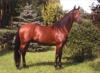 Shagya Arabier, Hengst, 22 Jaar, 157 cm, Bruin