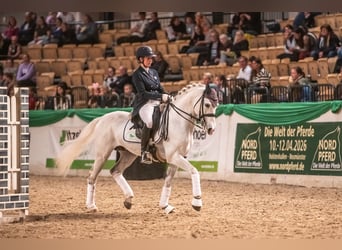 Shagya Arabier, Hengst, 11 Jaar, 159 cm, Schimmel