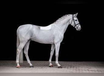 Shagya Arabier, Hengst, 10 Jaar, 159 cm, Schimmel