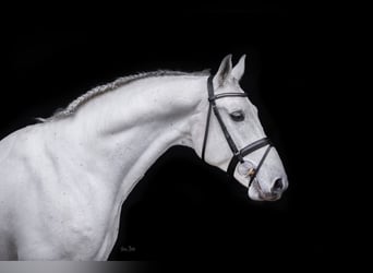 Shagya Arabier, Hengst, 16 Jaar, 161 cm, Schimmel