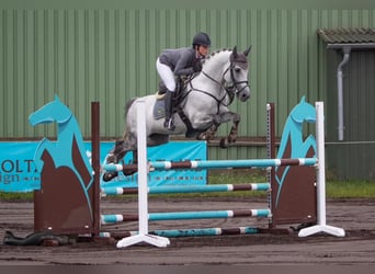 Shagya Arabier, Hengst, 16 Jaar, 161 cm, Schimmel