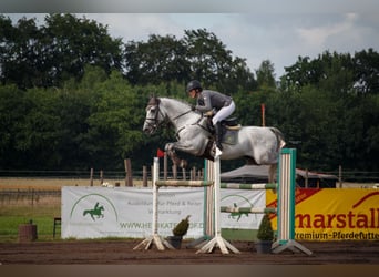 Shagya Arabier, Hengst, 16 Jaar, 161 cm, Schimmel