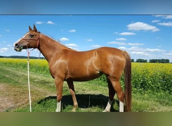 Shagya Arabier, Merrie, 16 Jaar, 157 cm, Vos