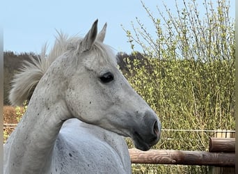 Shagya Arabier, Merrie, 16 Jaar, 158 cm, Schimmel