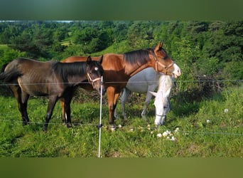 Shagya Arabier, Merrie, 19 Jaar, 150 cm, Bruin