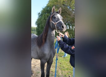 Shagya Arabier, Merrie, 1 Jaar, 155 cm, Schimmel