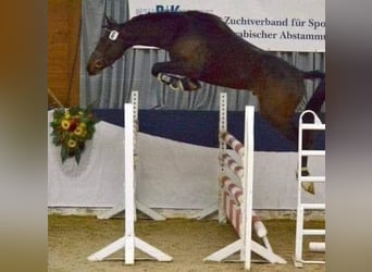 Shagya Arabier, Merrie, 1 Jaar, 157 cm, kan schimmel zijn