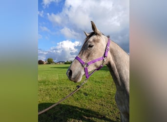 Shagya Arabier, Merrie, 2 Jaar, 153 cm, Rood schimmel