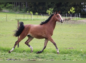 Shagya Arabier, Merrie, 2 Jaar, 155 cm, Bruin