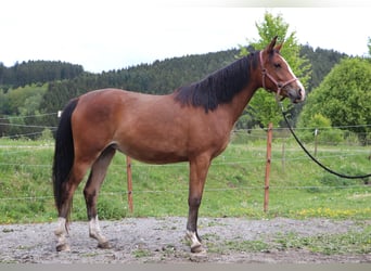 Shagya Arabier, Merrie, 2 Jaar, 155 cm, Bruin